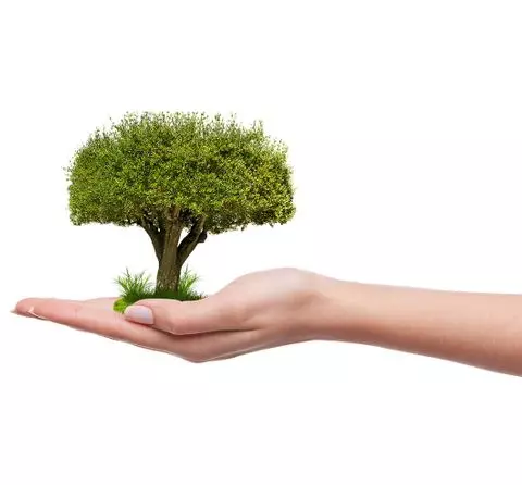 Hand hält kleinen grünen Baum symbolisch für Umweltschutz und Nachhaltigkeit vor weißem Hintergrund